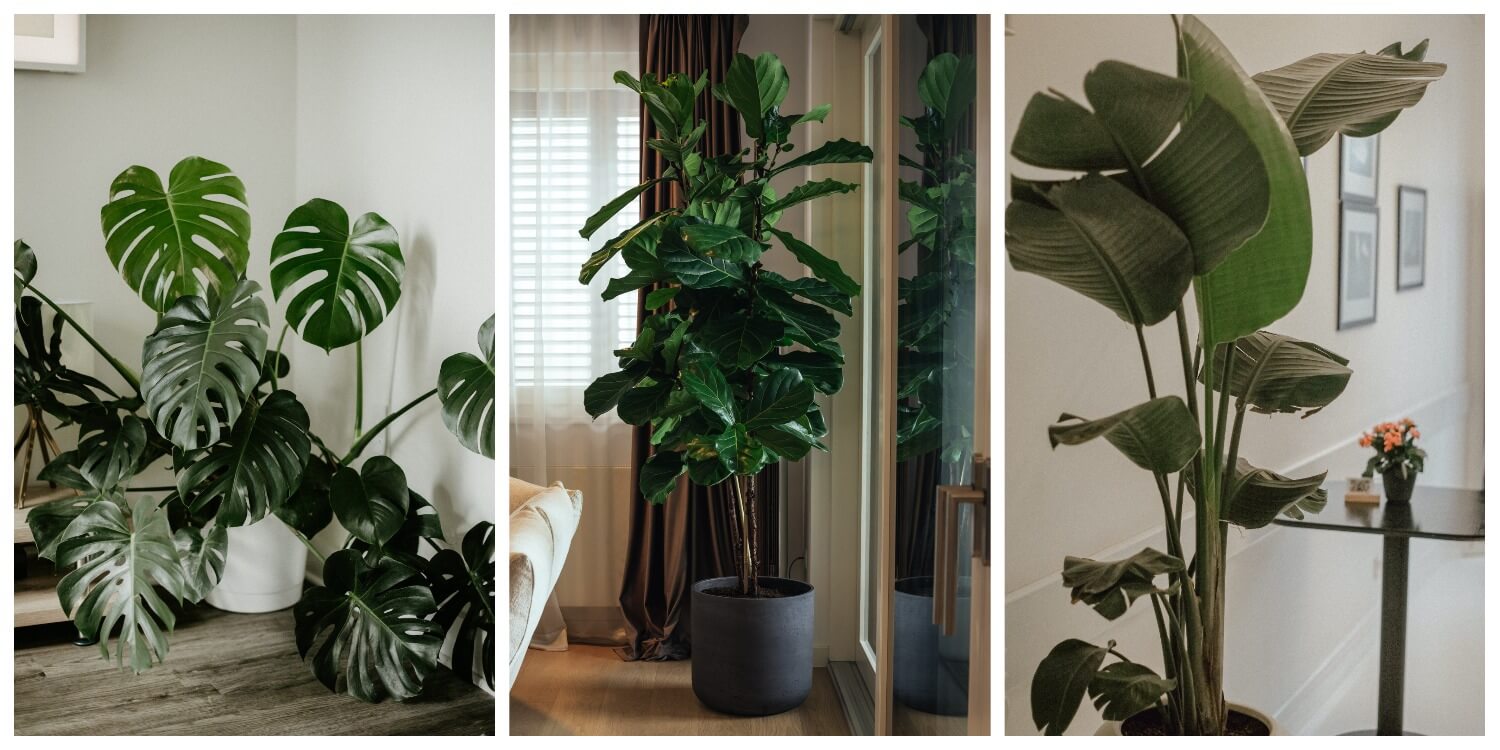 большие растения