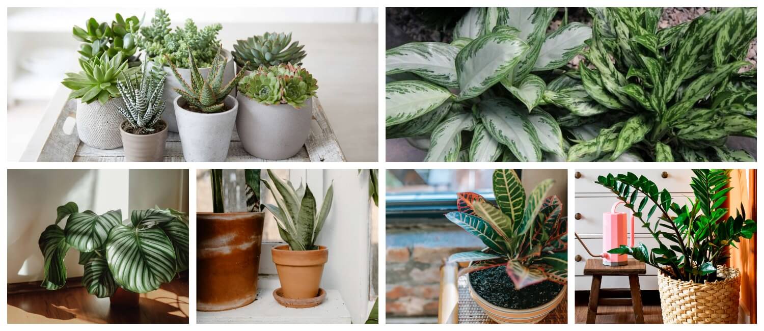 небольшие растения